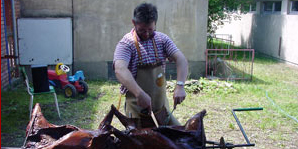 Schwein3